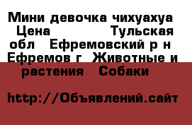 Мини девочка чихуахуа › Цена ­ 10 000 - Тульская обл., Ефремовский р-н, Ефремов г. Животные и растения » Собаки   